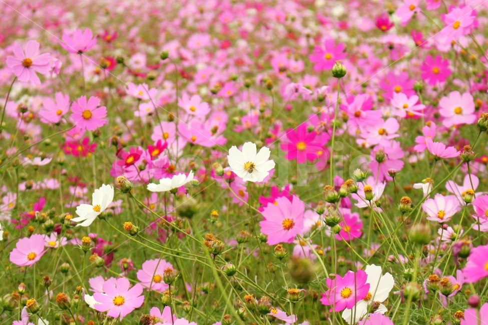 감성사진,코스모스,가을,풍경사진,자연,색감,분홍색,하얀색,하늘공원,cosmos,꽃,flower,가을,계절,fall,autumn,season,식물,자연,plants,nature,꽃,flower,blossom,petal,꽃잎,plant,spring,봄