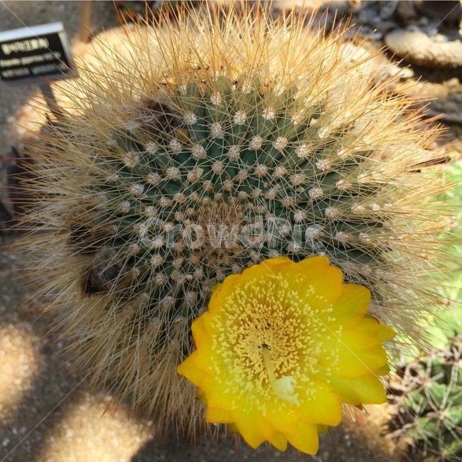 선인장,식물,꽃,자연,가시,식물,자연,plants,nature,꽃,flower