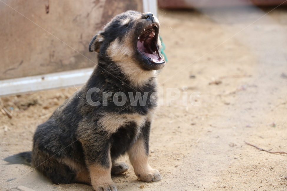 하품,강아지,졸림,반려견,춘곤증,시골집,동물,animal,포유류,mammal,개,강아지,dog,doggy