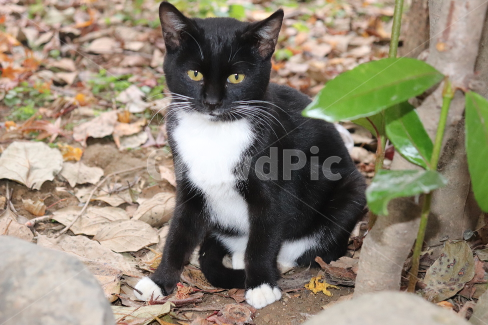 cat,고양이,길고양이,길냥이,집냥이,마당냥이,동물,animal,까만고양이,까미,턱시도,동물,animal,포유류,mammal,고양이,cat,kitten,kitty