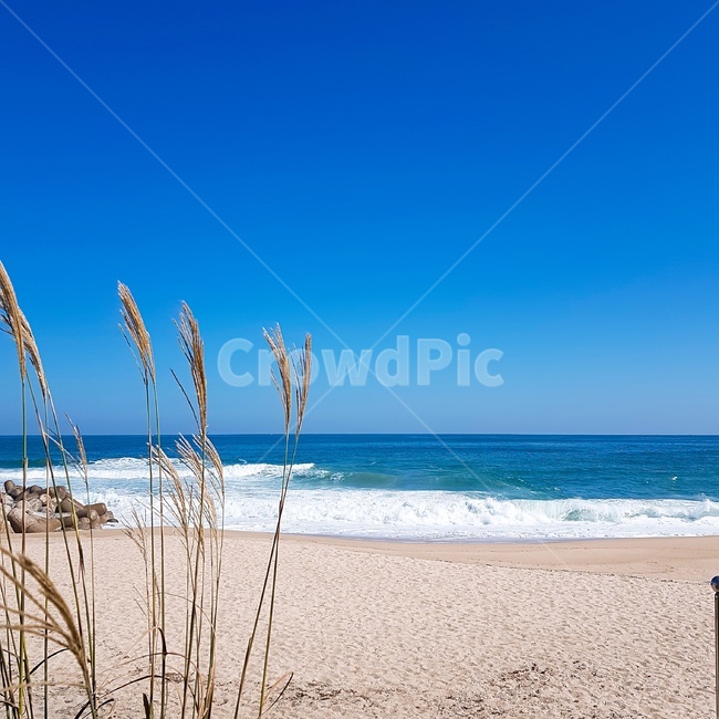 하늘,바다,색감,갈대,해변,sea,beach,파도,wave,sky,blue,skyblue,시원한,정방형,하늘색,청량,청량한