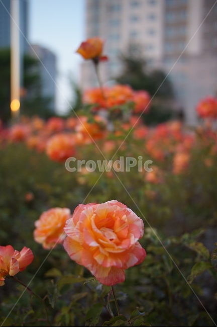 blossom,식물,flower,rose,장미,plant,꽃,식물,자연,plants,nature,꽃,flower