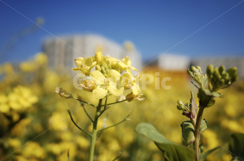 유채꽃,유채,노란꽃,봄,봄꽃,flower,yellow,spring,봄,계절,spring,season