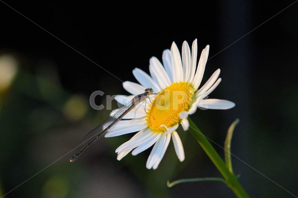 들꽃,잠자리,노란꽃,들국화,flower,dragonfly,wildflower,ppt,식물,자연,plants,nature,꽃,flower,동물,animal,곤충,벌레,insect,bug
