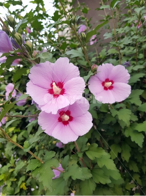 무궁화,꽃,flower,식물,plant,식물,자연,plants,nature,꽃,flower