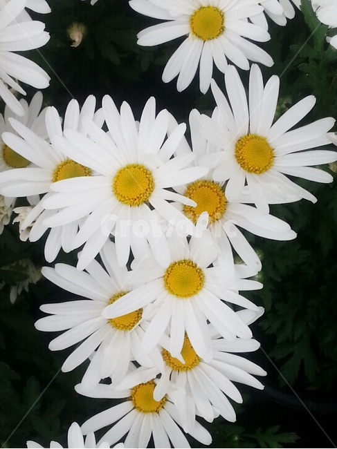 구절초,국화,가을,하얀꽃,가을꽃,순수,그리움,들꽃,야생화,식물,자연,plants,nature,꽃,flower