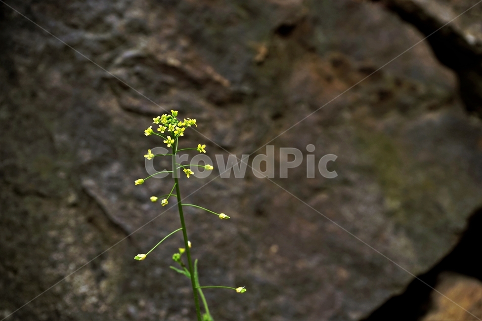 꽃다지,봄,노랑,whitlowgrass,자연,식물,식물,자연,plants,nature,꽃,flower