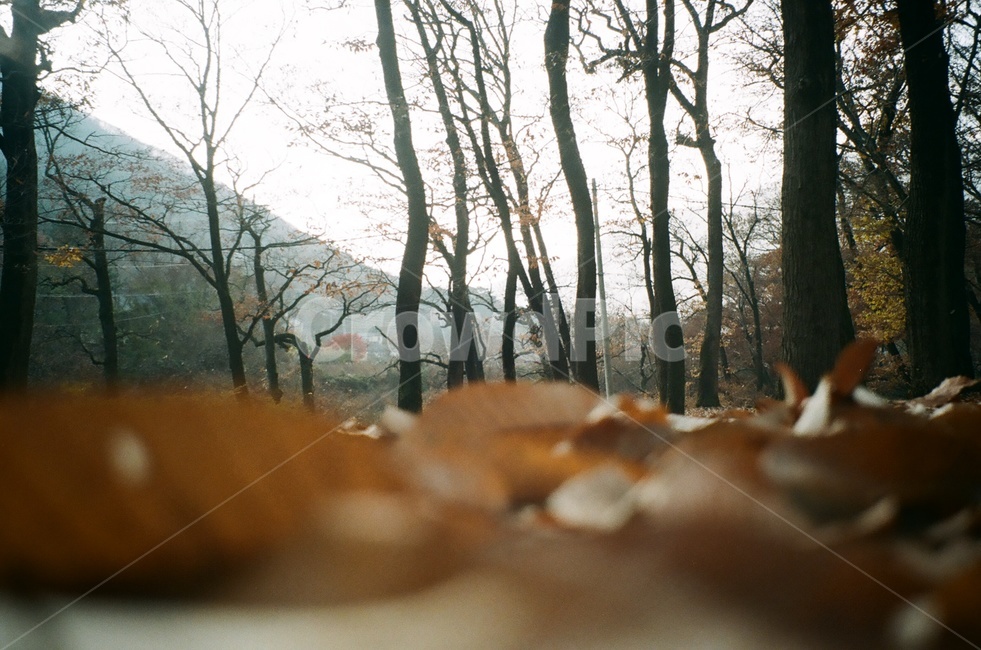 낙엽,나무,산,숲,필름사진,필름카메라,가을,계절,fall,autumn,season,자연,풍경,nature,landscape,tree,plant,식물,tree trunk,나무 줄기,ground,바닥,vegetation,초목