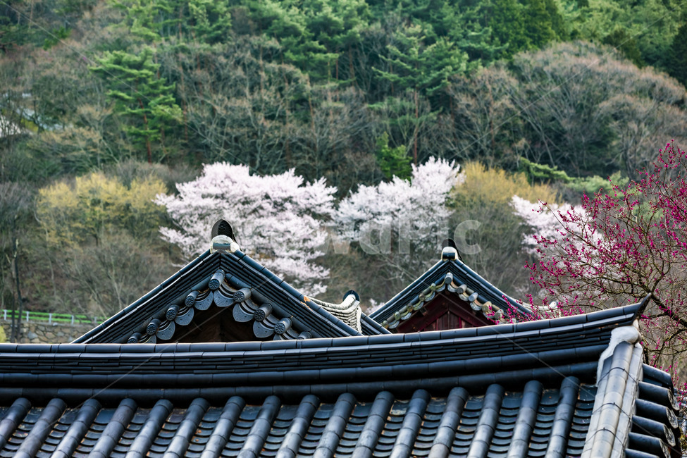 봄,벗꽃,기와,지붕,나무,숲,감성,전통건축물,한옥,한국전통,한국문화,korean traditional,korean culture,건축물,건물외관,exterior,building,structure,architecture,construction