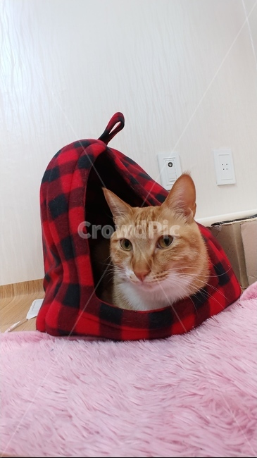 고양이,cat,치즈태비,반려묘,동물,pet,뚱냥이