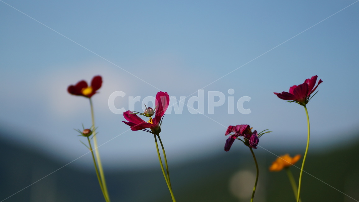 꽃,꽃길,코스모스,코스모스축제,식물,가을,계절,fall,autumn,season,식물,자연,plants,nature,꽃,flower,blossom,geranium,제라늄,plant