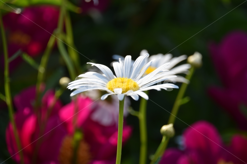 식물,꽃,아름다움,하얀,봄,식물,자연,plants,nature,꽃,flower