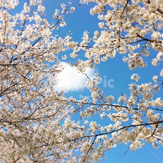 벚꽃,자연,계절,꽃송이,분홍,꽃,가을,갈대,나무,들판,푸른,구름,하늘,감성,배경,바탕,행복,봄,계절,spring,season,자연,풍경,nature,landscape,plant,식물,flower,cherry blossom,blossom