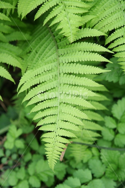 plant,식물,fern,양치류,고사리,프랙탈