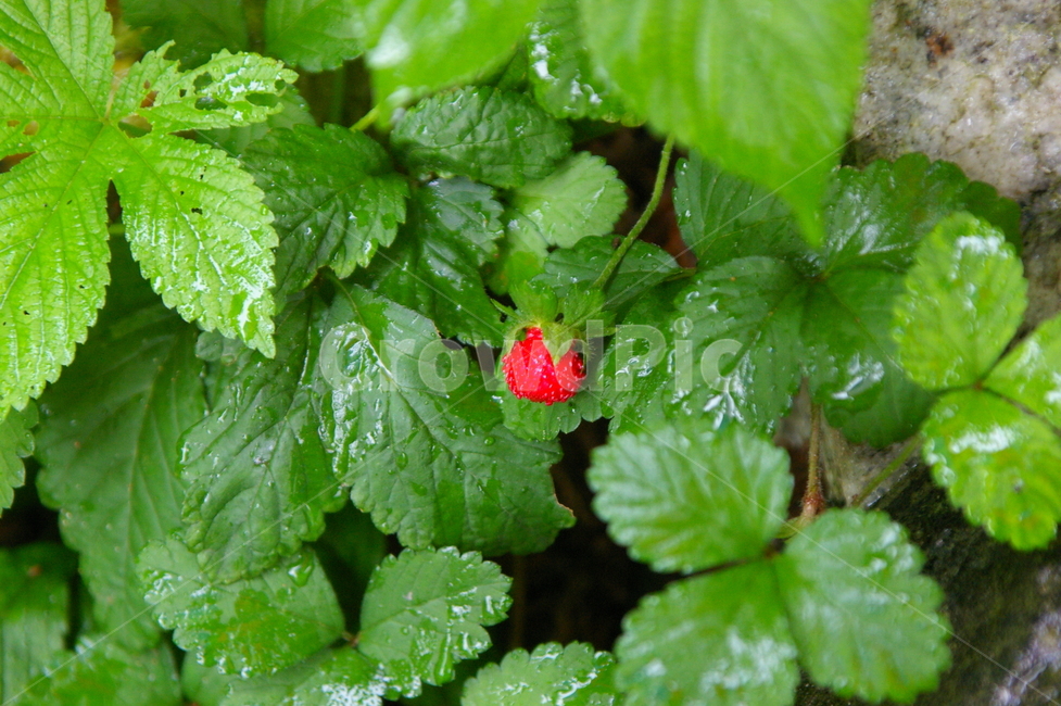 흐린날,비,rain,rainy,나뭇잎,빗방물,물방울,pottedplant,화분,식물,허브,민트,잎,식물,자연,plants,nature