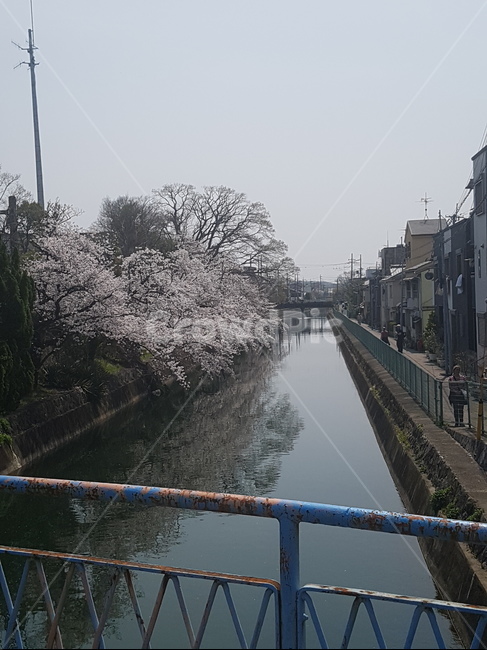 일본,오사카,벚꽃,다리,풍경