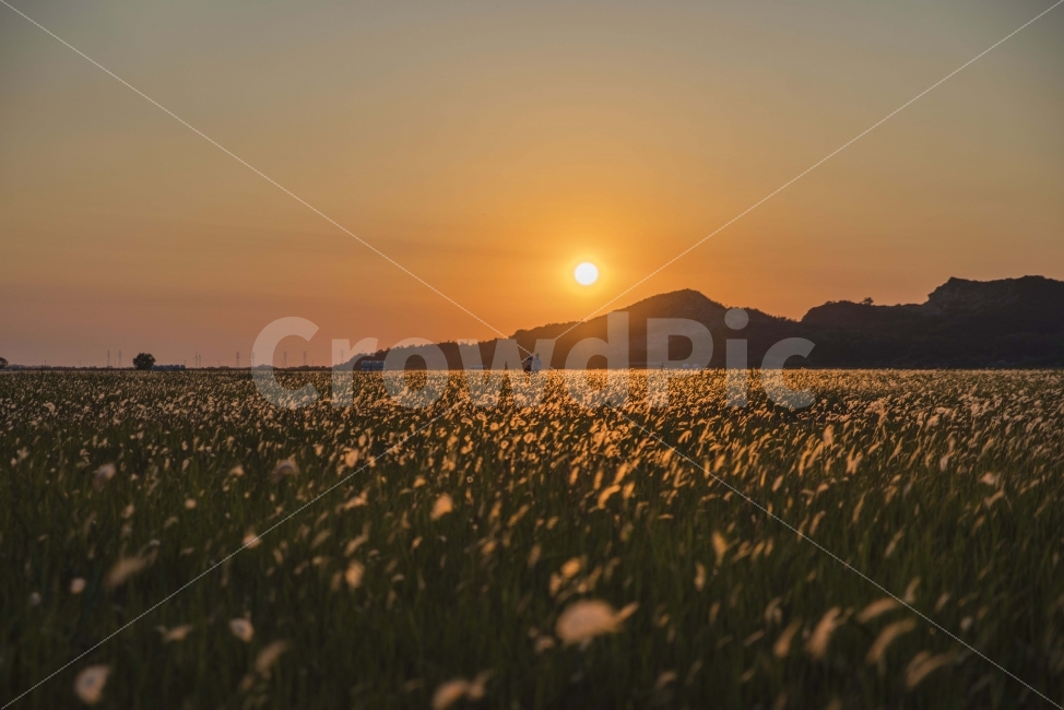 풍경,노을,저녁,수섬,출사,삘기꽃,백묘화,자연,풍경,nature,landscape,휴식,힐링,rest,relaxation,healing,감성,sensible,feeling,field,들,grassland,목초지,outdoors,옥외