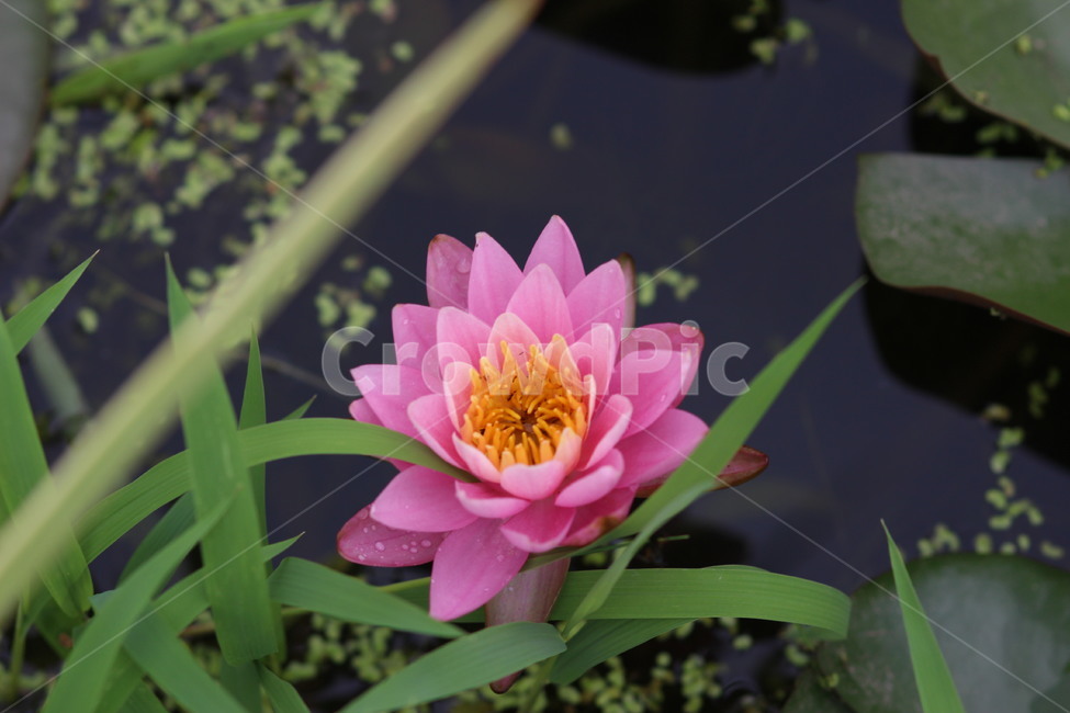 연꽃,lotus,plant,식물,flower,꽃,blossom,식물,자연,plants,nature,꽃,flower