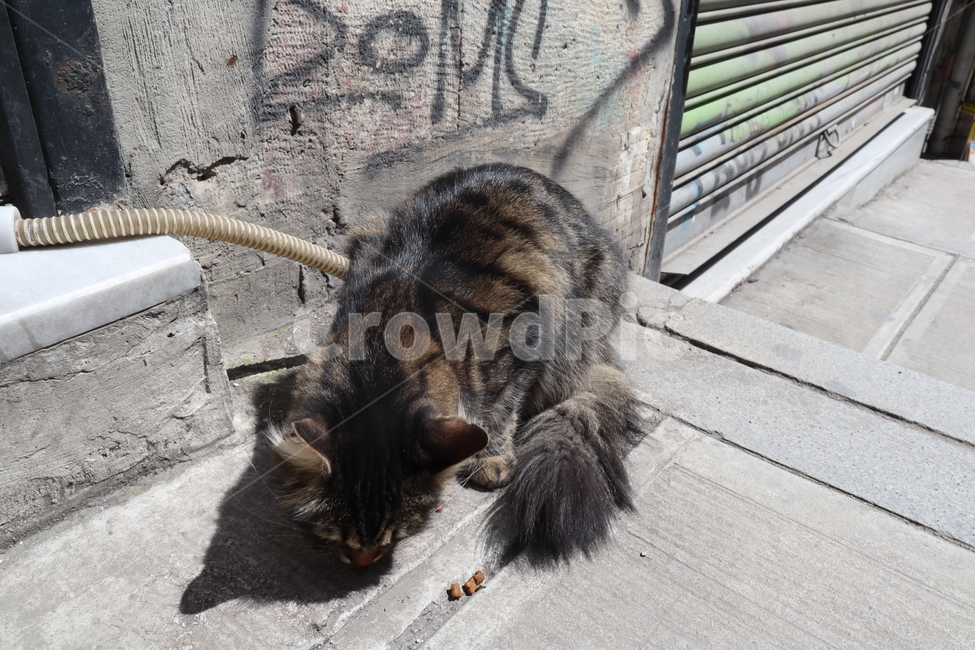 고양이,길고양이,길거리,cat,동물,animal,street,동물,animal,포유류,mammal,고양이,cat,kitten,kitty