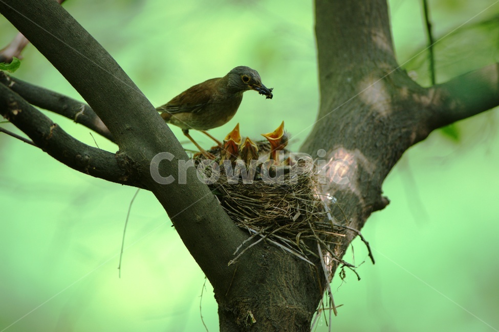 흰배지빠귀,유추,가족,조류,숲,동물,animal,조류,새,birds,가족,패밀리,family