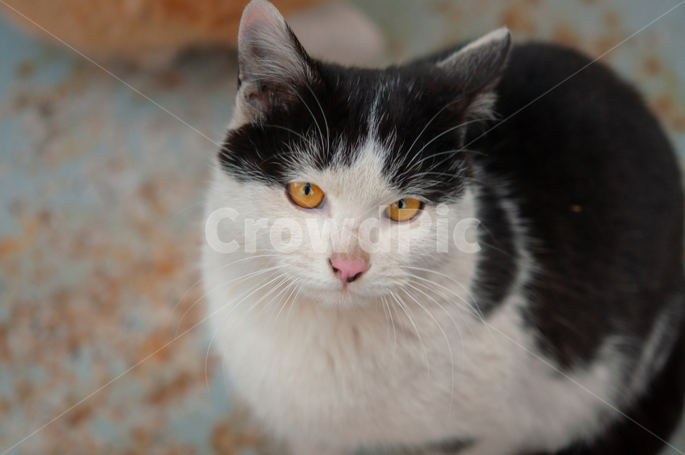 귀여운,수염,털,야생,배경,cute,beard,fur,wild,background,animal,고양이,cat,애완동물,pet,동물,mammal,포유류,manx,동물,animal,포유류,mammal,고양이,cat,kitten,kitty