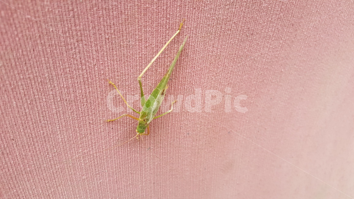 곤충,베짱이,여름,insect,katydid