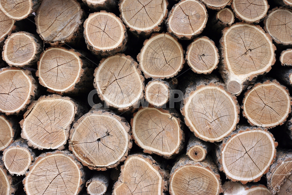 벌목,벌채,나무벌목,나무벌채,땔감,나무,trees,wood