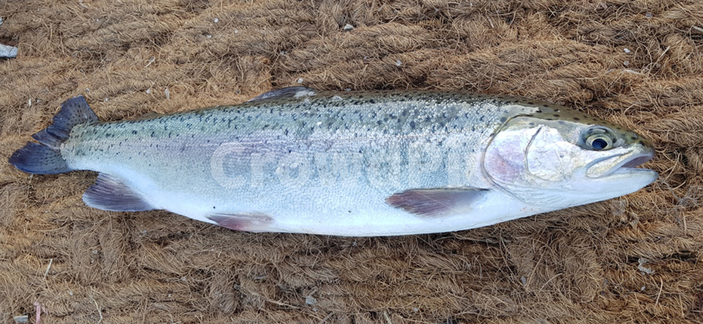 물고기,송어,어류,fish,어패류,동물,animal,어류,물고기,fish