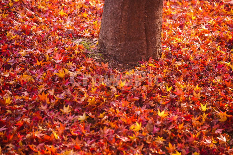 가을,낙엽,단풍,공원,나무,계절,감성,가을,계절,fall,autumn,season,plant,식물,leaf,잎,tree,maple