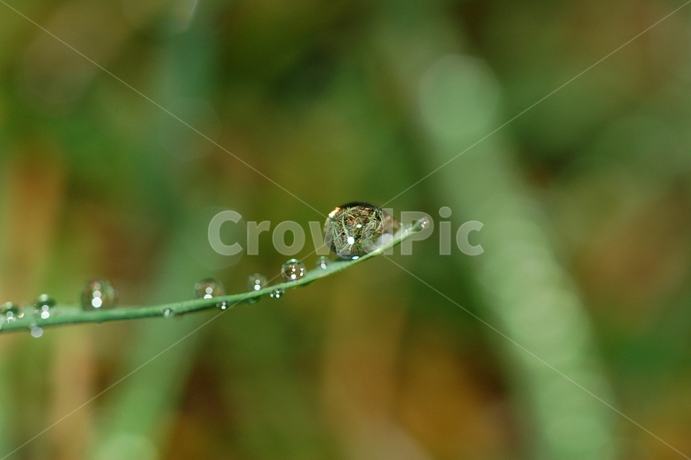 물방울,빗방울,이슬,자연,접사,풀잎,풀잎이슬,방울,구슬,초록,식물,자연,plants,nature