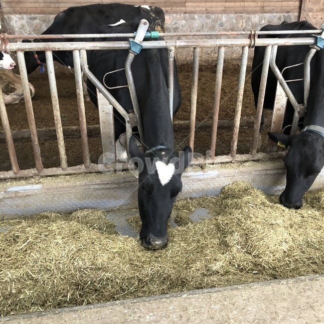 동물,젖소,농장,heart,사랑,목장,동물,animal,포유류,mammal,산업,industry,industrial,목축업,목장,livestock farming,ranching,pasture