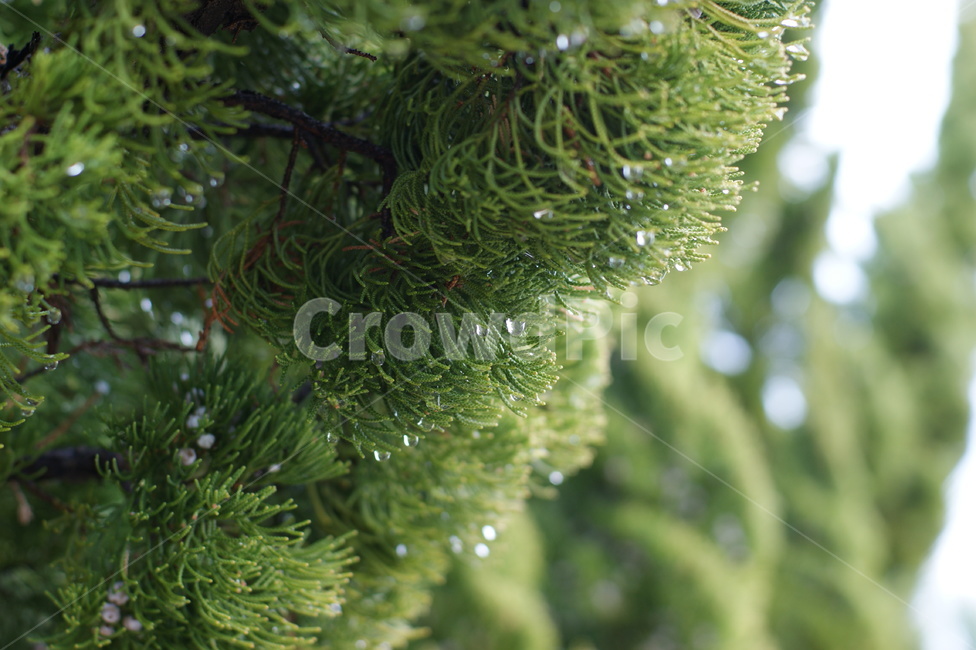 식물,나무,잎사귀,침엽수,초록,물방울,이슬,영롱한,봄,plant,tree,leaves,season,사계절,spring,dew,물기,촉촉한,식물,자연,plants,nature
