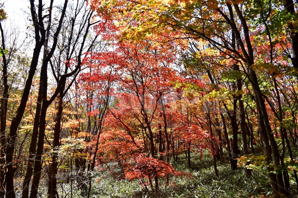 치악산,가을,풍경,단풍,탐방,국립공원,빨간단풍,파란하늘,가을색,오색,울긋불긋,알록달록,그림같은,칼라풀,뷰티플,아름다운,힐링,감성,자연,정취,산세,명산,100대명산,nature,산,등산,트레킹,풍경사진,가을사진,가을색채,가을의정취,맑음,청명,가을날씨,가을,계절,fall,autumn,season,자연,풍경,nature,landscape,식물,plants,나무,trees,wood,tree,plant,maple,leaf,잎