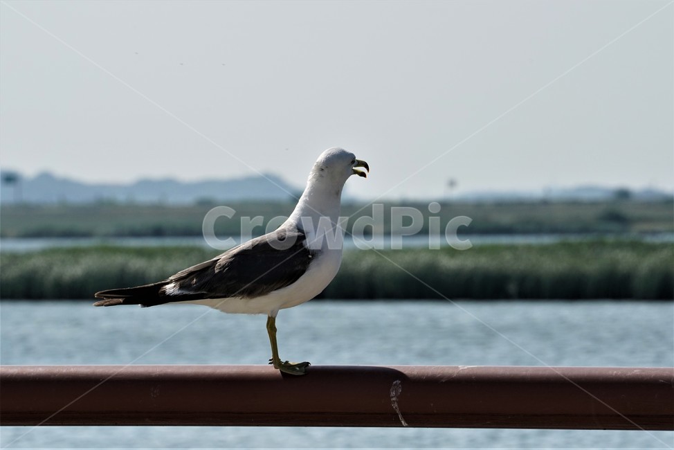 갈매기,도요목,commongull,새,조류,물새류,gull,괭이갈매기