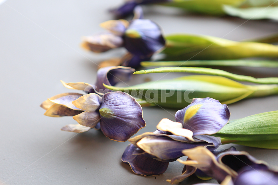 꽃,프리저브드플라워,dryflower,붓꽃,iris,purple,보라,꽃,flower