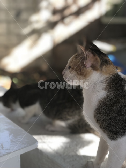 고양이,동물,주시,야옹이,길고양이,반려동물
