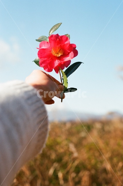 동백,동백꽃,겨울꽃,camellia,camelliaflower