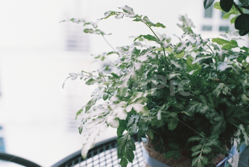 식물,감성,필름사진,감성사진,plant,식물,자연,plants,nature,감성,sensible,feeling
