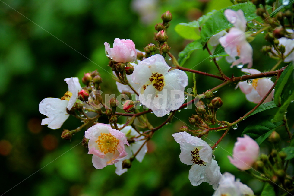 식물,꽃,찔레꽃,봄,들꽃,봄,계절,spring,season,식물,자연,plants,nature,꽃,flower,plant