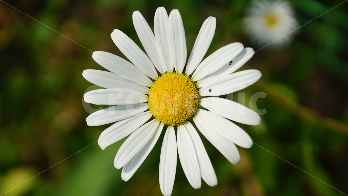 샤스타데이지,꽃,플라워,식물,자연,flower,nature,꽃사진,접사,macro,풍경,landscape,노랑,노란색,yellow,plants,스냅,스냅사진,snap,snapshot,white,흰색,식물,자연,plants,nature,꽃,flower