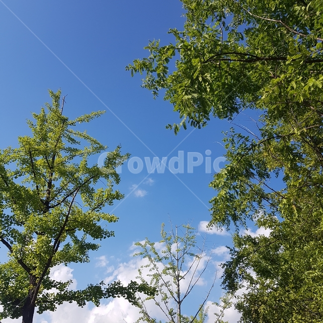 tree,나무,plant,식물,하늘,sky,푸른하늘
