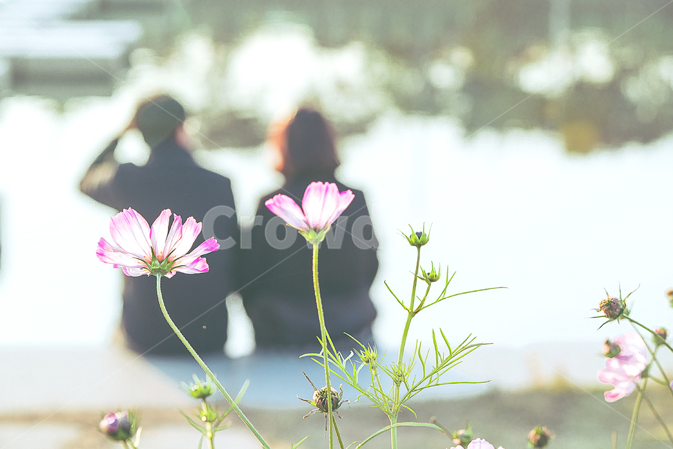 plant,식물,사람,꽃,연인,코스모스,flower,인간,커플