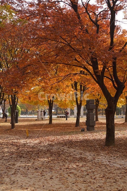 낙엽,단풍,나무,단풍나무,tree,maple,가을,계절,fall,autumn,season,자연,풍경,nature,landscape,plant,식물,tree trunk,나무 줄기