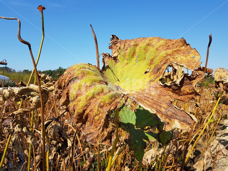시든,연잎,갈색,가을,하늘,습지,가을,계절,fall,autumn,season