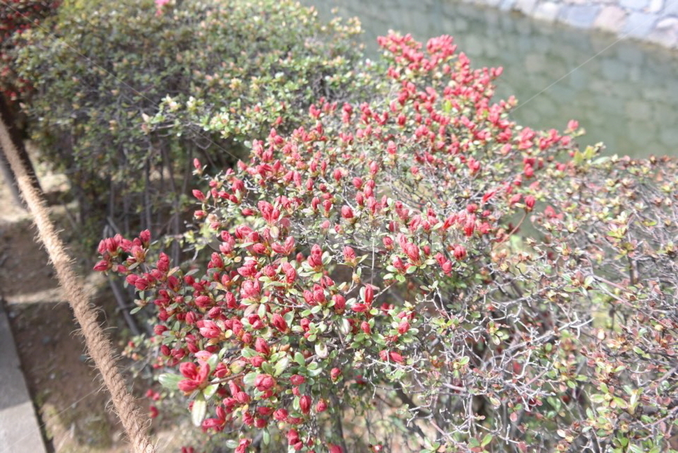 나무,가지,빨간색,열매,꽃,식물,자연,plants,nature
