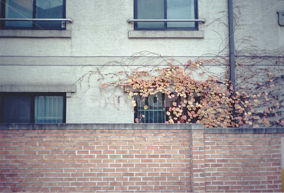 필름,film,감성,식물,plant,건물,덩쿨,건축물,건물외관,exterior,building,structure,architecture,construction