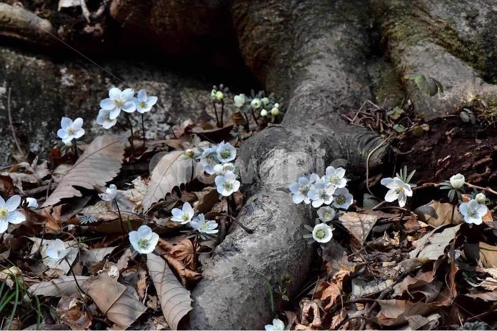 변산바람꽃,2018년,3월,야생화,꽃,생태,식물,자연,들꽃,산꽃,봄,감성,힐링,플라워,계절,시즌,wild,Flower,plants,nature,spring,season,배경,나무,목본,풀,초본,미나리아재비과,너도바람꽃속,flower,생태사진,봄꽃,변산,원조,자생지,오리지널,봄,계절,spring,season,식물,자연,plants,nature,꽃,flower,plant
