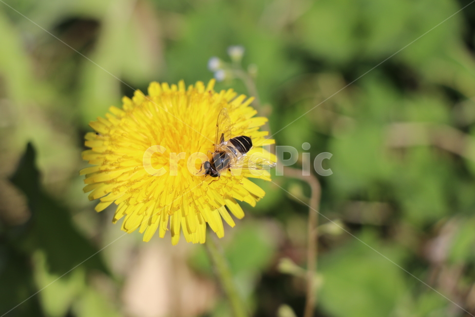 꽃,벌,민들레,봄꽃,야생화,봄,계절,spring,season,식물,자연,plants,nature,꽃,flower,bee,invertebrate,무척추 동물,insect,곤충,animal,동물,honey bee,꿀벌