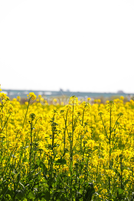 꽃,flower,식물,blossom,field,들,grassland,자연,nature,옥외,outdoors,meadow,목초지,countryside,rural,농촌,farm,농장,식물,자연,plants,nature,꽃,flower