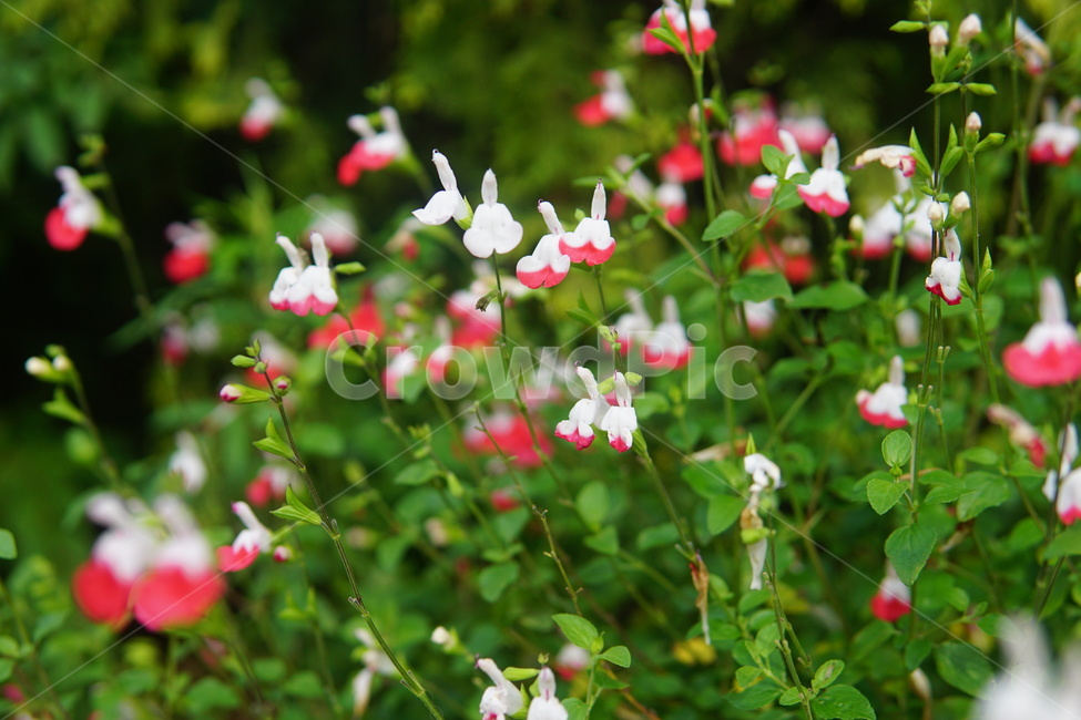 꽃,식물,flower,plant,blossom,식물,자연,plants,nature,꽃,flower